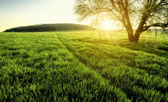 The sun shining on a green field