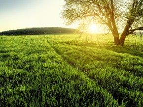 the sunset on a green field