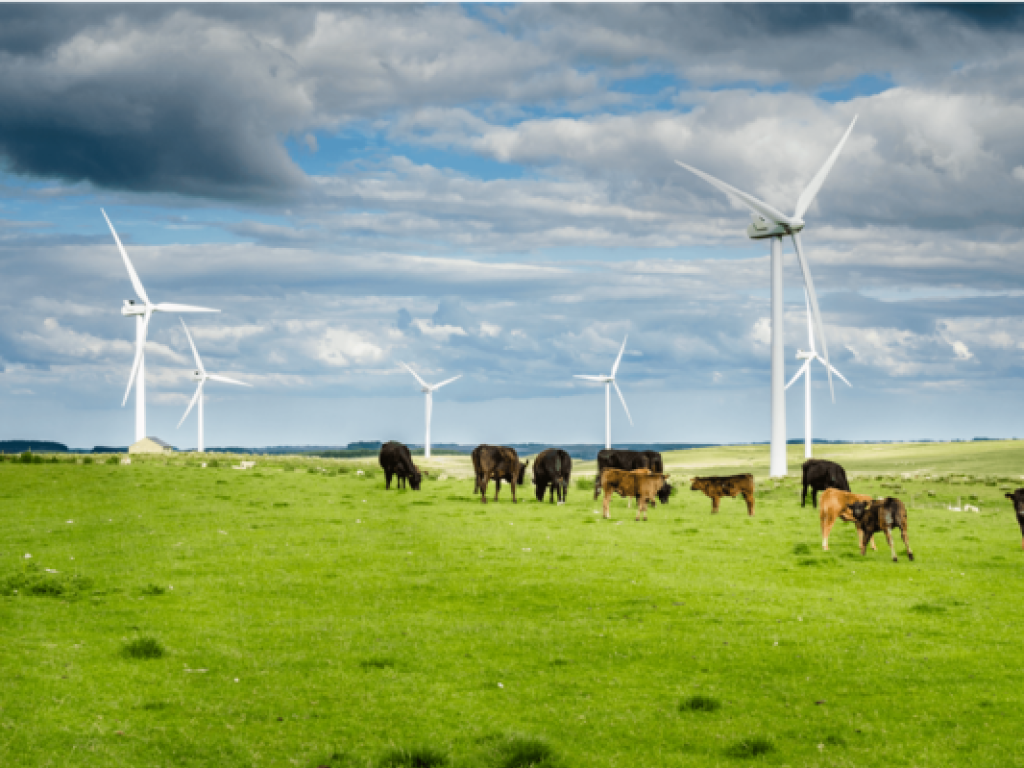 cows grazing in a field in front of wind turbines