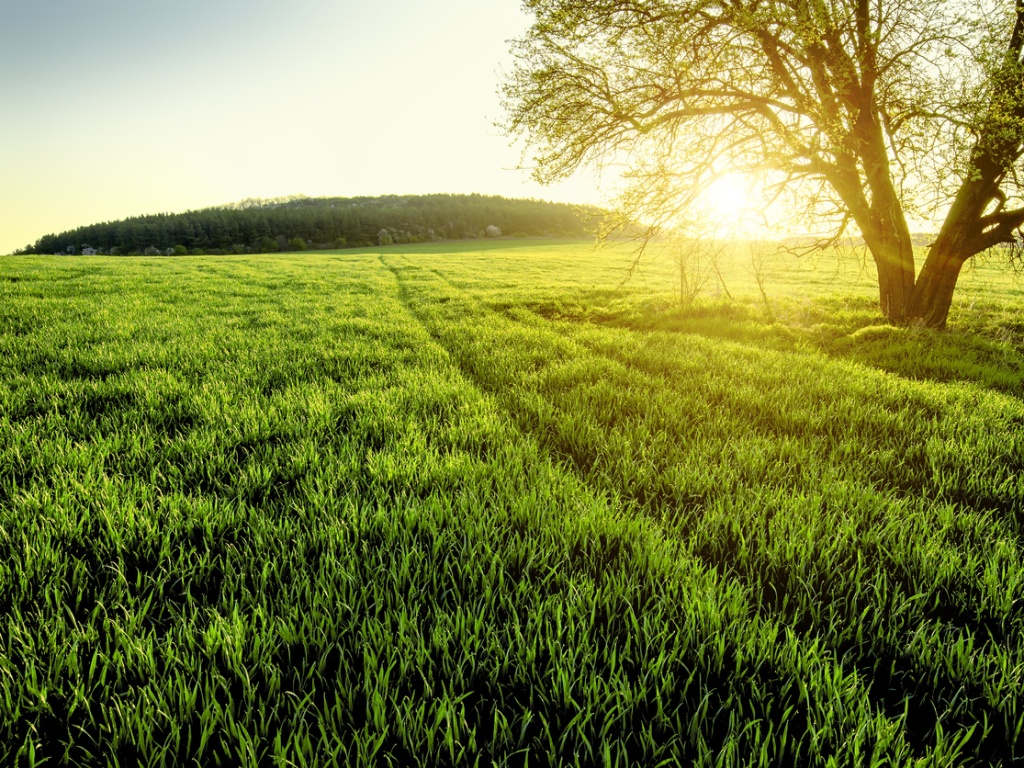 the sunset on a green field